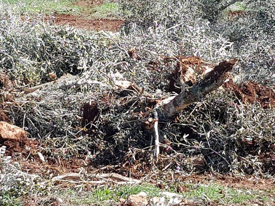 تجريف أراض واقتلاع أشجار زيتون في قرية عين ماهل-0