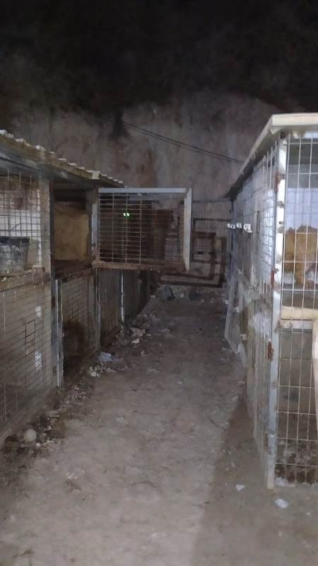 احتجاز 49 كلبًا داخل أقفاص بظروف قاسية بعضها بحالة حرجة-3