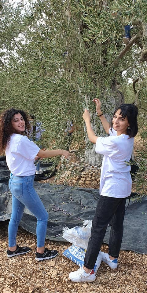 جمعية انماء في عمل تطوعي لقطف الزيتون في القدس-11