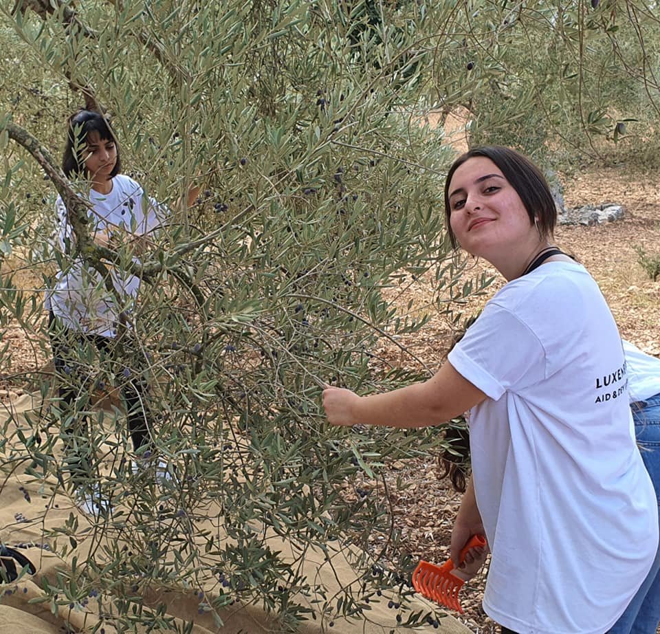 جمعية انماء في عمل تطوعي لقطف الزيتون في القدس-12