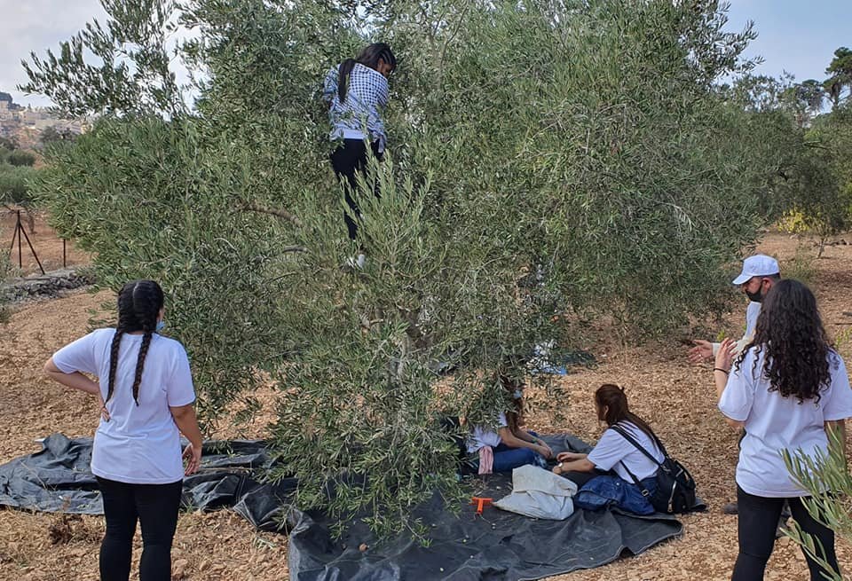 جمعية انماء في عمل تطوعي لقطف الزيتون في القدس-19