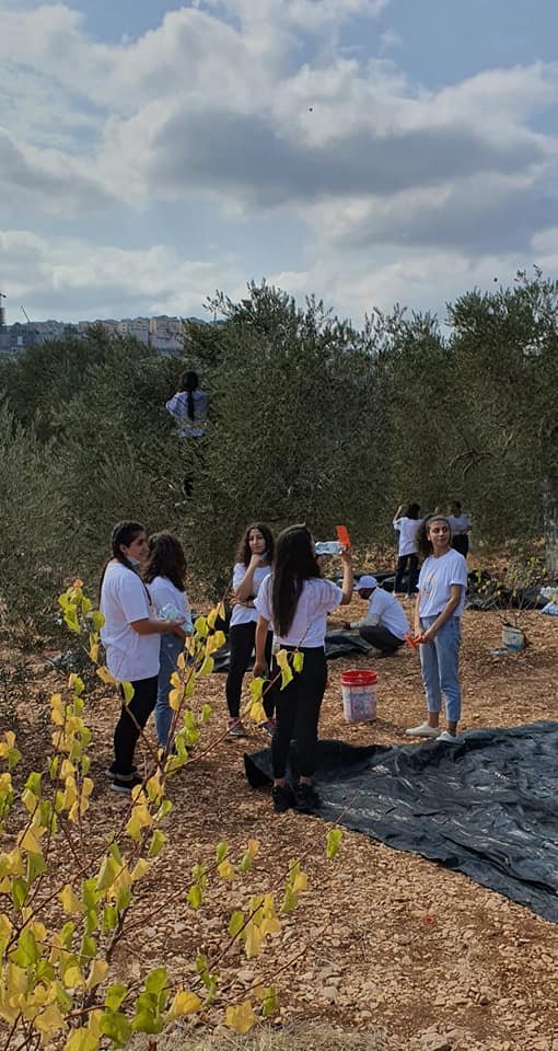 جمعية انماء في عمل تطوعي لقطف الزيتون في القدس-29