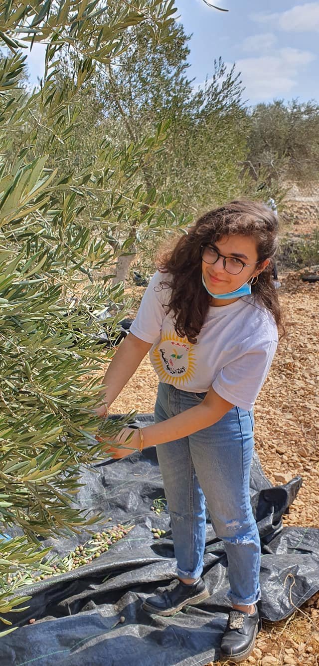 جمعية انماء في عمل تطوعي لقطف الزيتون في القدس-35