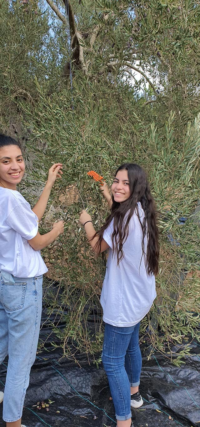 جمعية انماء في عمل تطوعي لقطف الزيتون في القدس-36