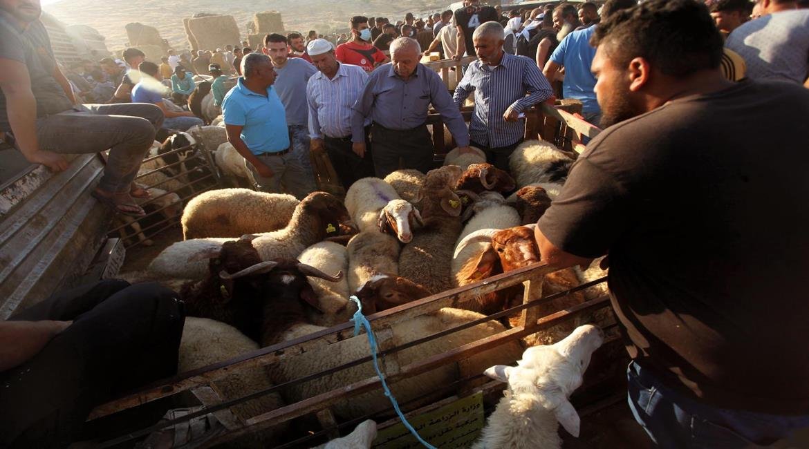 أسعار اضاحي بآلاف الشواقل في الضفة الغربية تحرم الراغبين من الذبح بالعيد-6