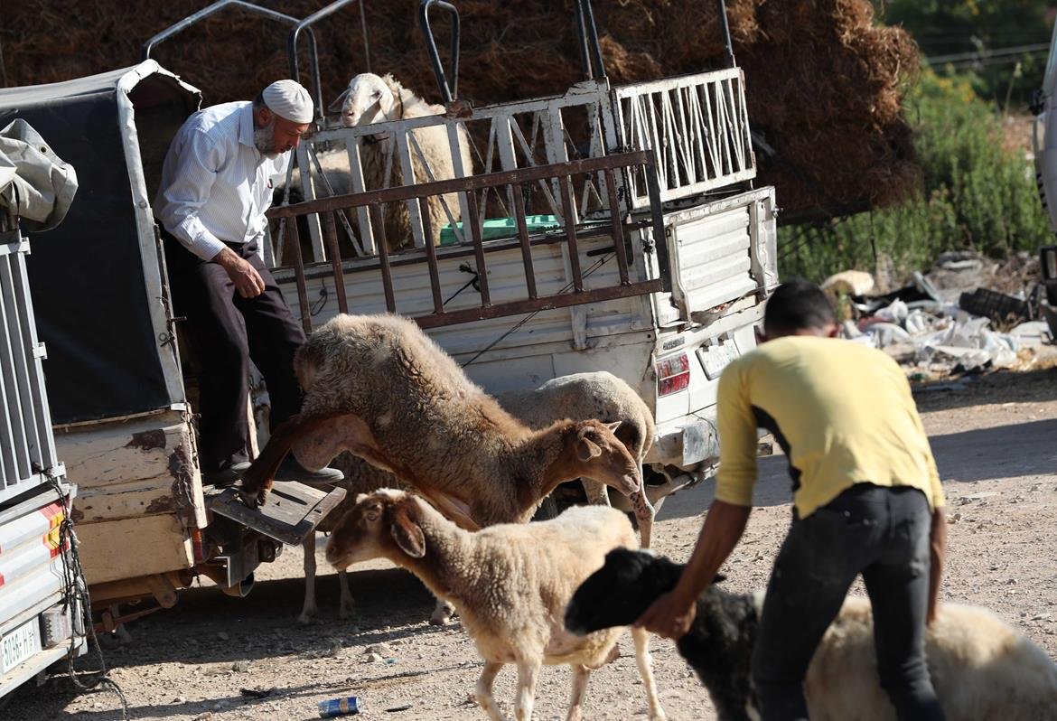 أسعار اضاحي بآلاف الشواقل في الضفة الغربية تحرم الراغبين من الذبح بالعيد-7