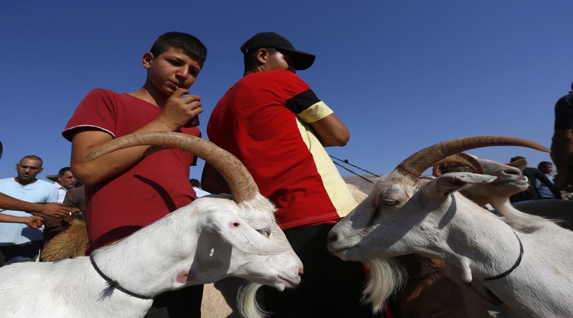 أسعار اضاحي بآلاف الشواقل في الضفة الغربية تحرم الراغبين من الذبح بالعيد-16