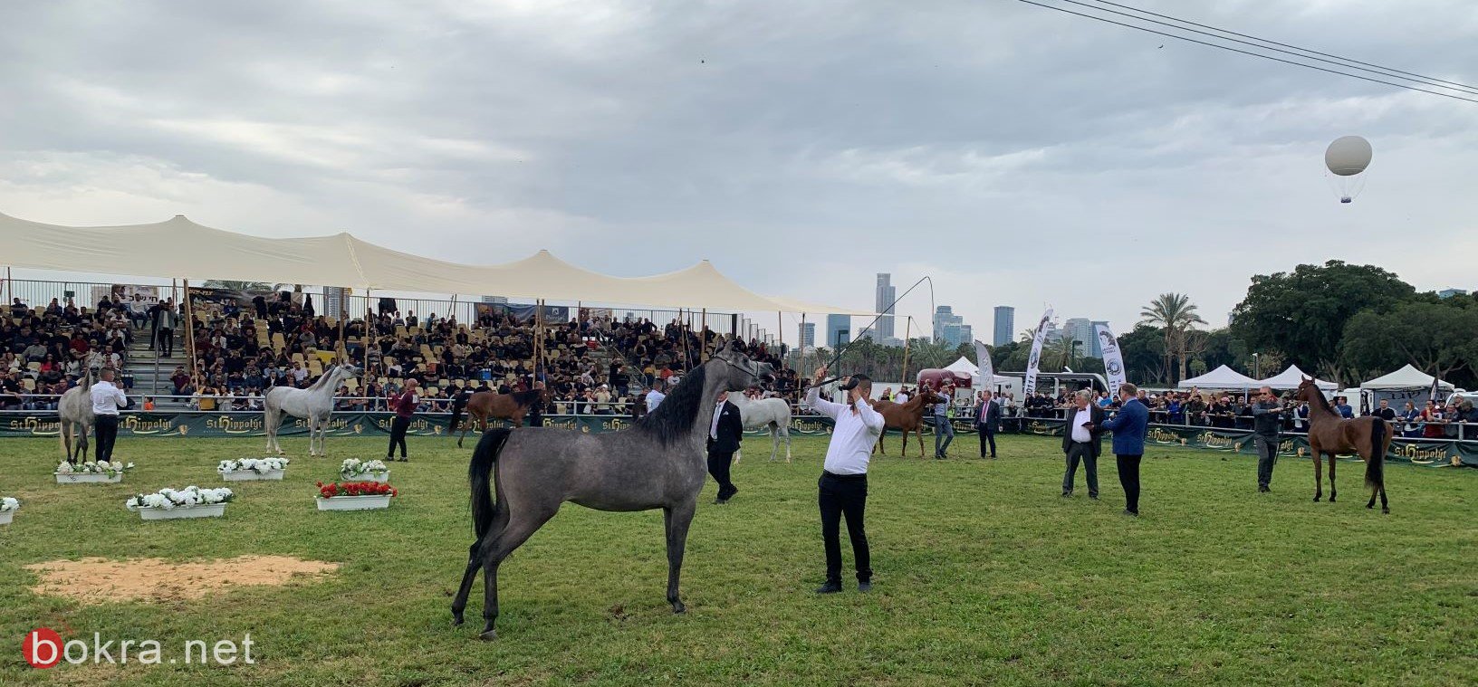  لأول مرة، مهرجان الربيع للخيول العربية الأصيلة في تل أبيب -1