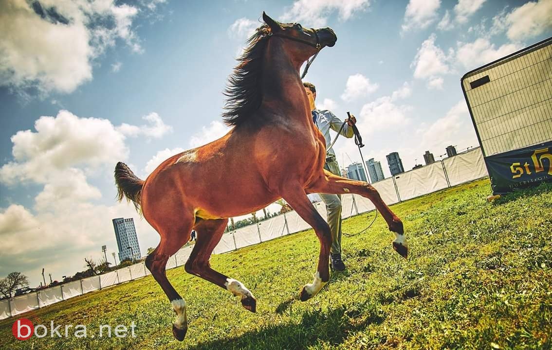  لأول مرة، مهرجان الربيع للخيول العربية الأصيلة في تل أبيب -8