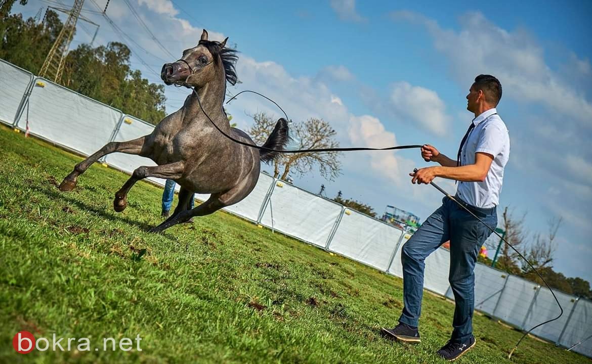  لأول مرة، مهرجان الربيع للخيول العربية الأصيلة في تل أبيب -12