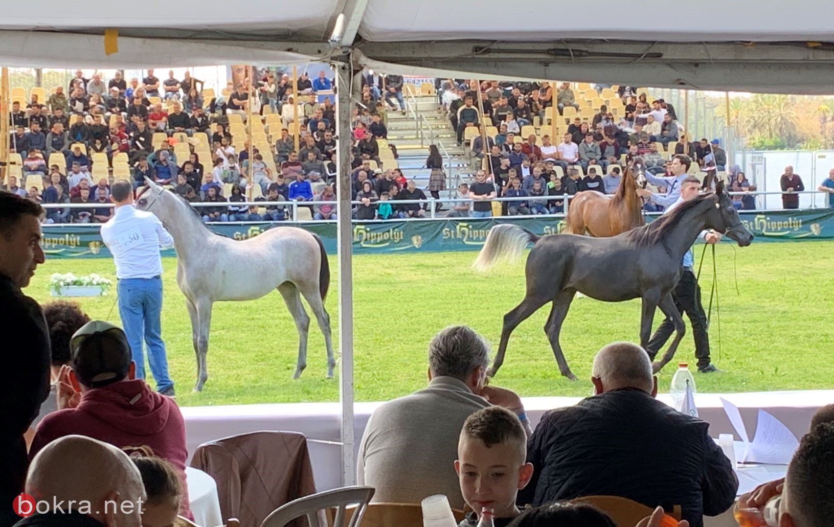  لأول مرة، مهرجان الربيع للخيول العربية الأصيلة في تل أبيب -13