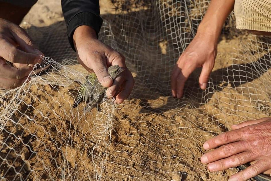 هواة ينصبون شباكهم على شاطئ غزة لصيد طيور السمان المهاجرة-2