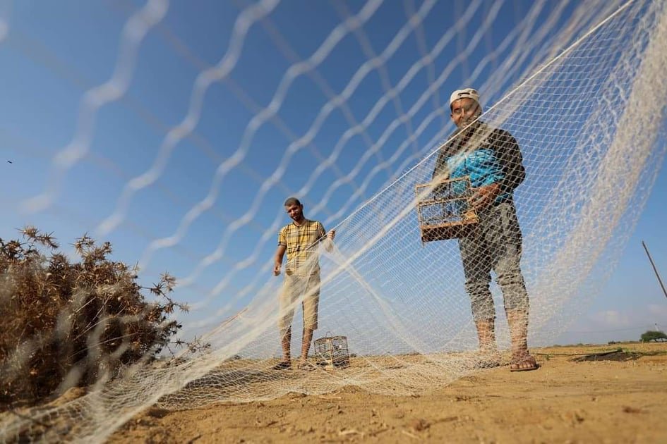 هواة ينصبون شباكهم على شاطئ غزة لصيد طيور السمان المهاجرة-3
