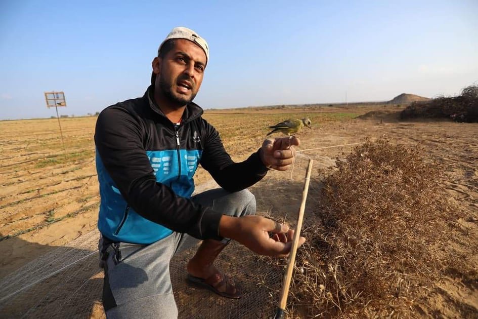 هواة ينصبون شباكهم على شاطئ غزة لصيد طيور السمان المهاجرة-9