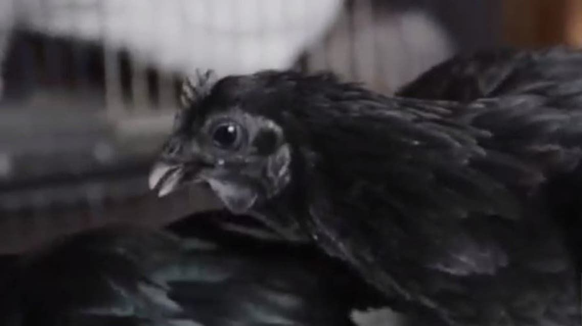 الاغلى في العالم... تعرفوا على "لمبورغيني" الدجاجة السوداء!-0