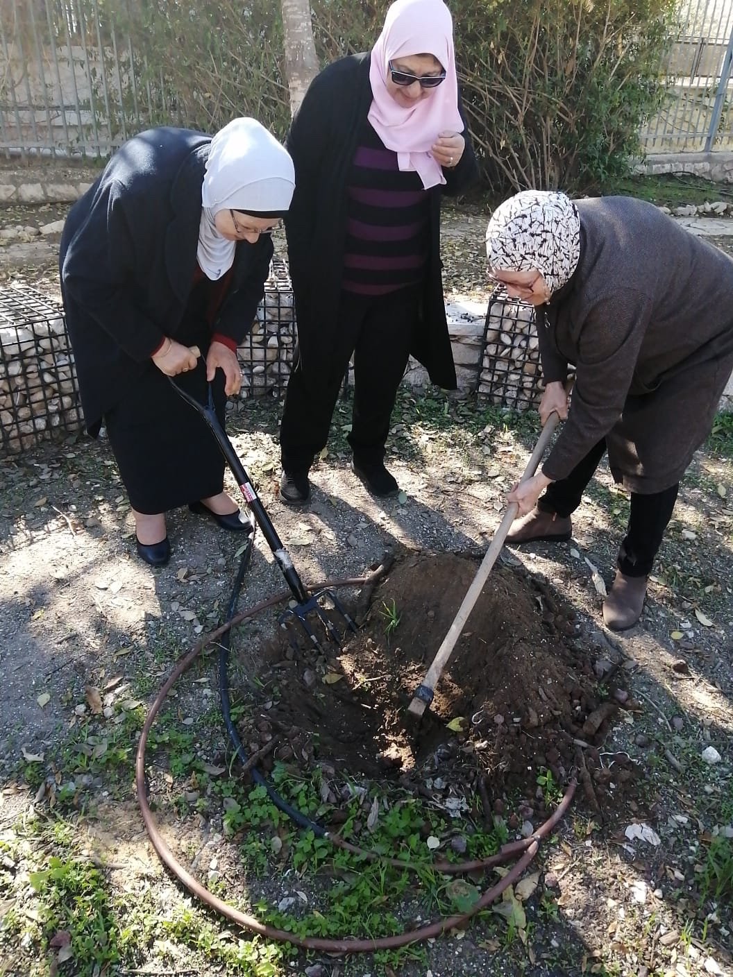 البستنة المجتمعية في القدس الشرقية: انتهى مشروع البستنة التدريبي لكبار السن-3