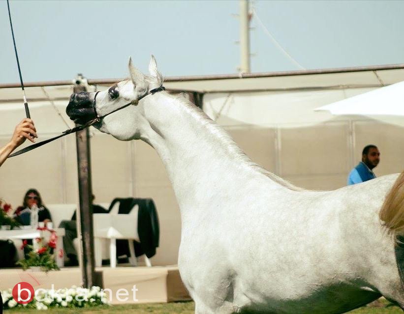 الفرس الريناوية اسطورة تكسر رقم قياسي جديد في عالم جمال الخيل العربي الاصيل-4