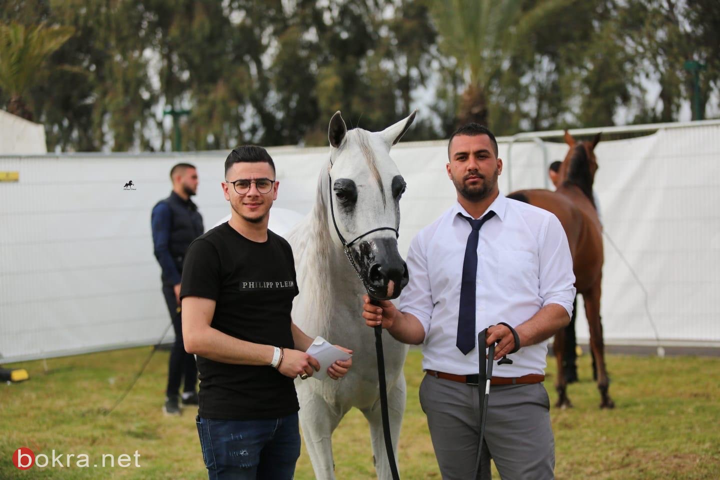 الفرس الريناوية اسطورة تكسر رقم قياسي جديد في عالم جمال الخيل العربي الاصيل-6