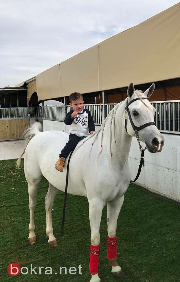 الفرس الريناوية اسطورة تكسر رقم قياسي جديد في عالم جمال الخيل العربي الاصيل-7