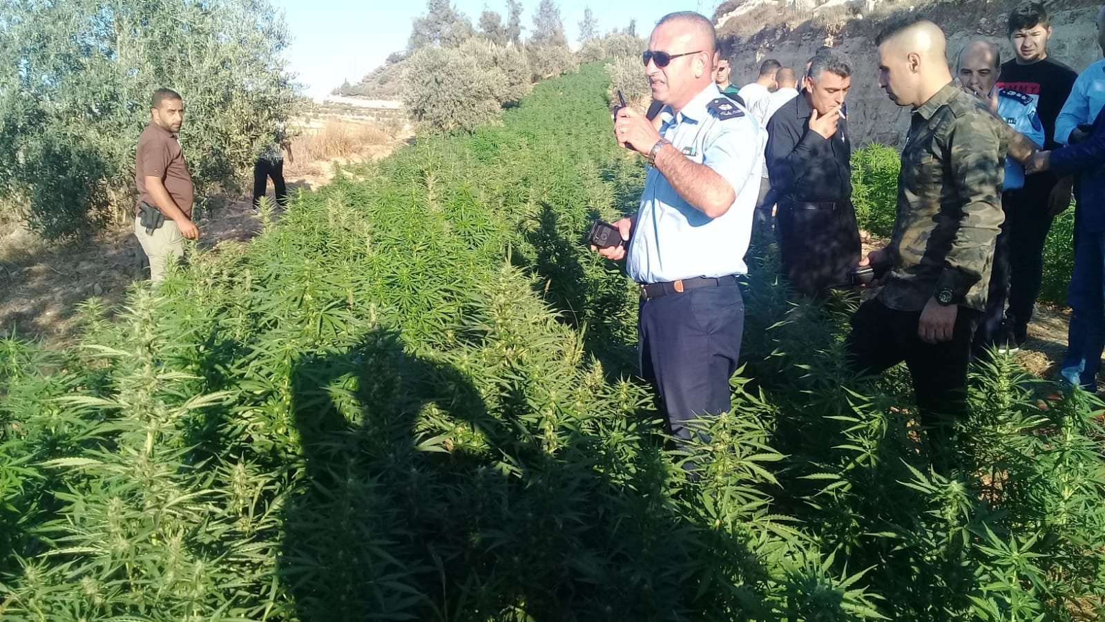 شرطة الخليل تضبط اضخم مشتل مخدرات بداخة ١١ الف شتلة بمنطقة فرش الهوى-0