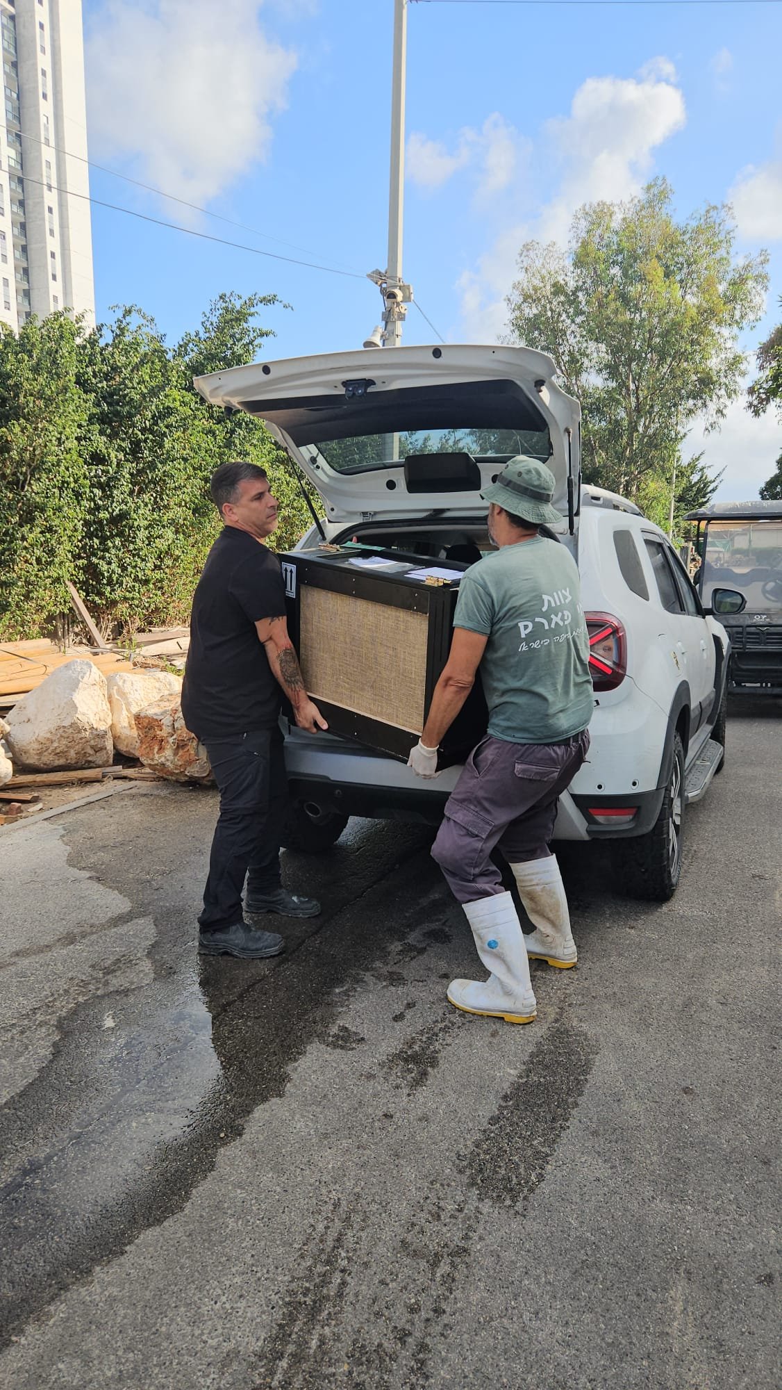 نمر بري نادر يصل كريات موتسكين، اشرف كنعان لبكرا: "أول حديقة حيوانات في البلاد تستقبل هذا النوع"-3