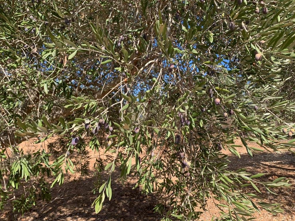 معليا: أشجار الزيتون تستغيث الامطار، وموسم شحيح-5