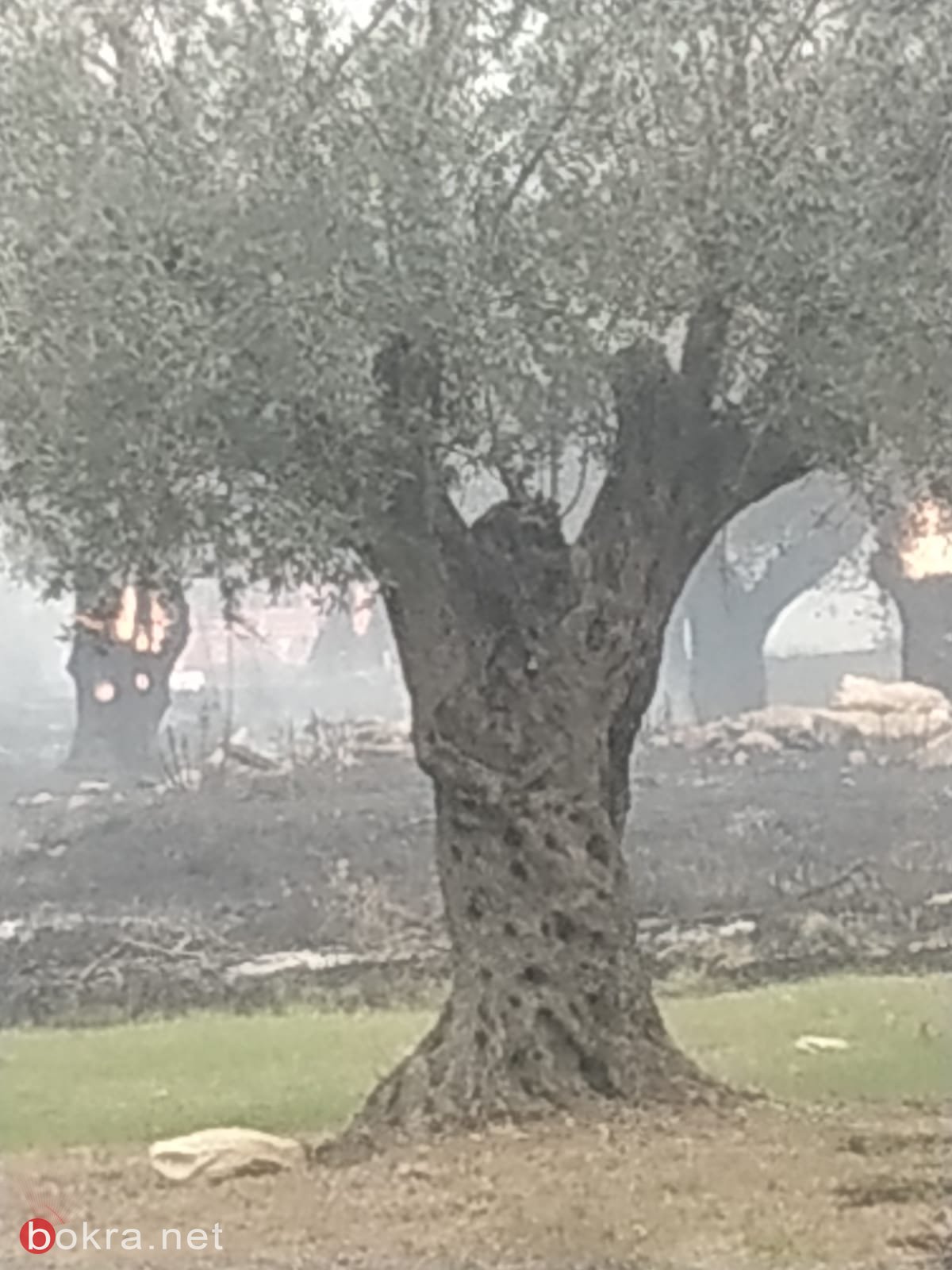 الحريق في ترشيحا- أندراوس: أضرار لكروم الزيتون والمصالح التجارية والأملاك!-10