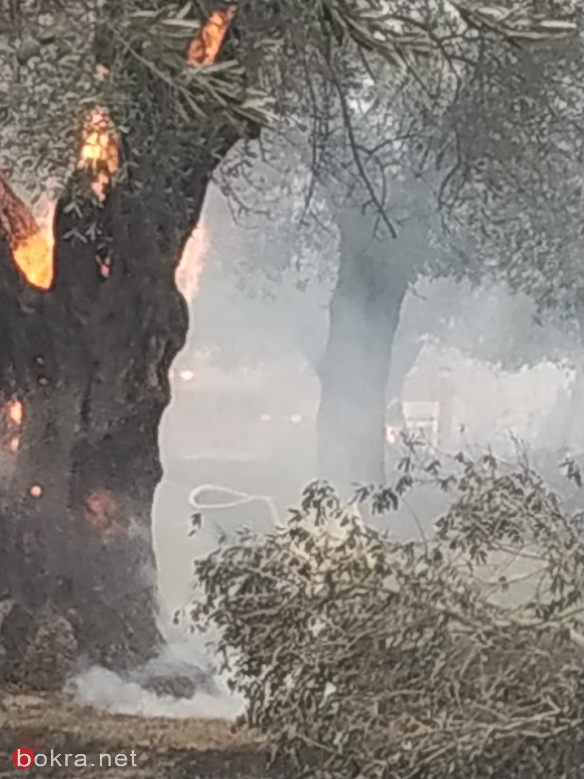 الحريق في ترشيحا- أندراوس: أضرار لكروم الزيتون والمصالح التجارية والأملاك!-15