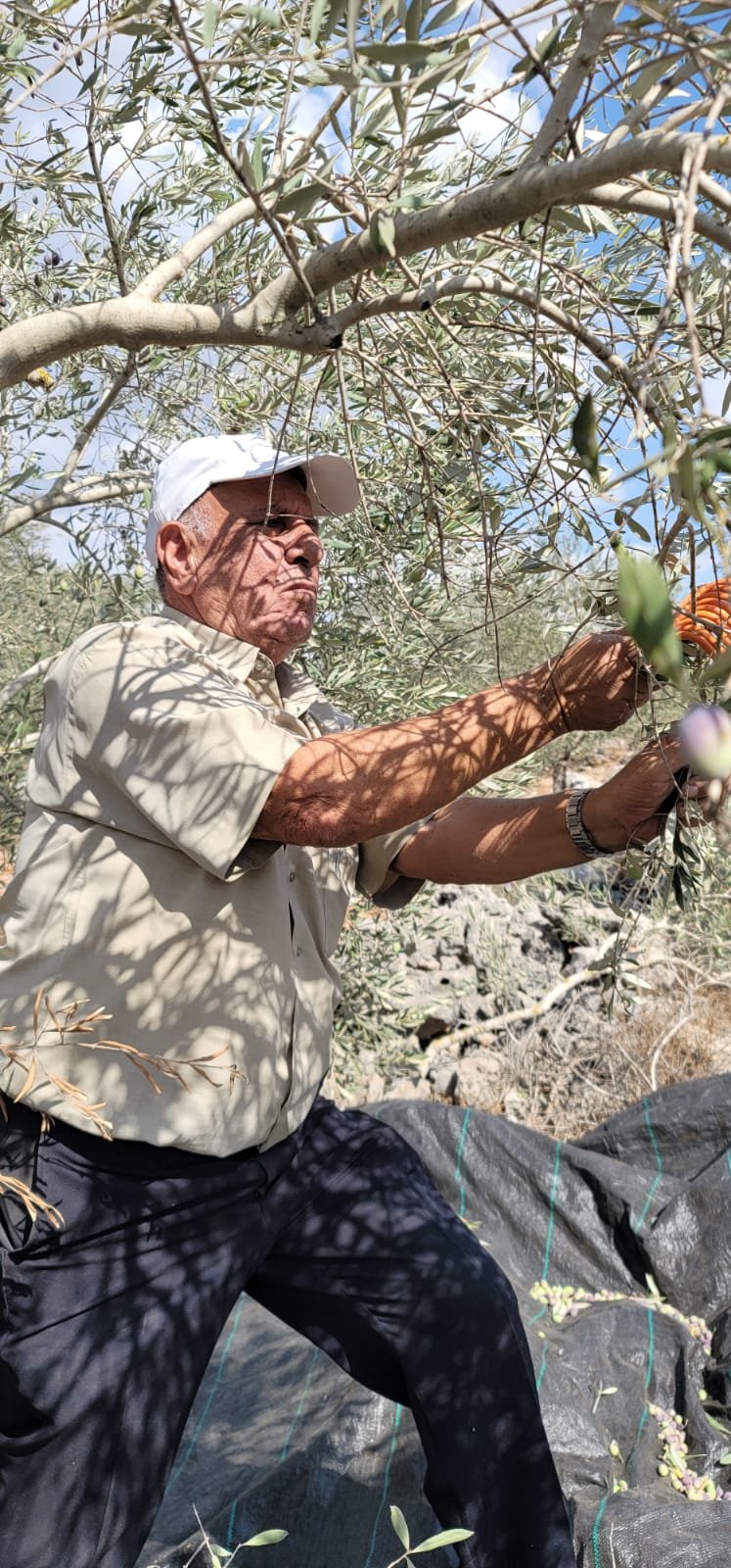 "حُرية" تنضم إلى حملة "لستم وحدكم" لمساندة صمود المزارعين الفلسطينيين في قطف الزيتون-13