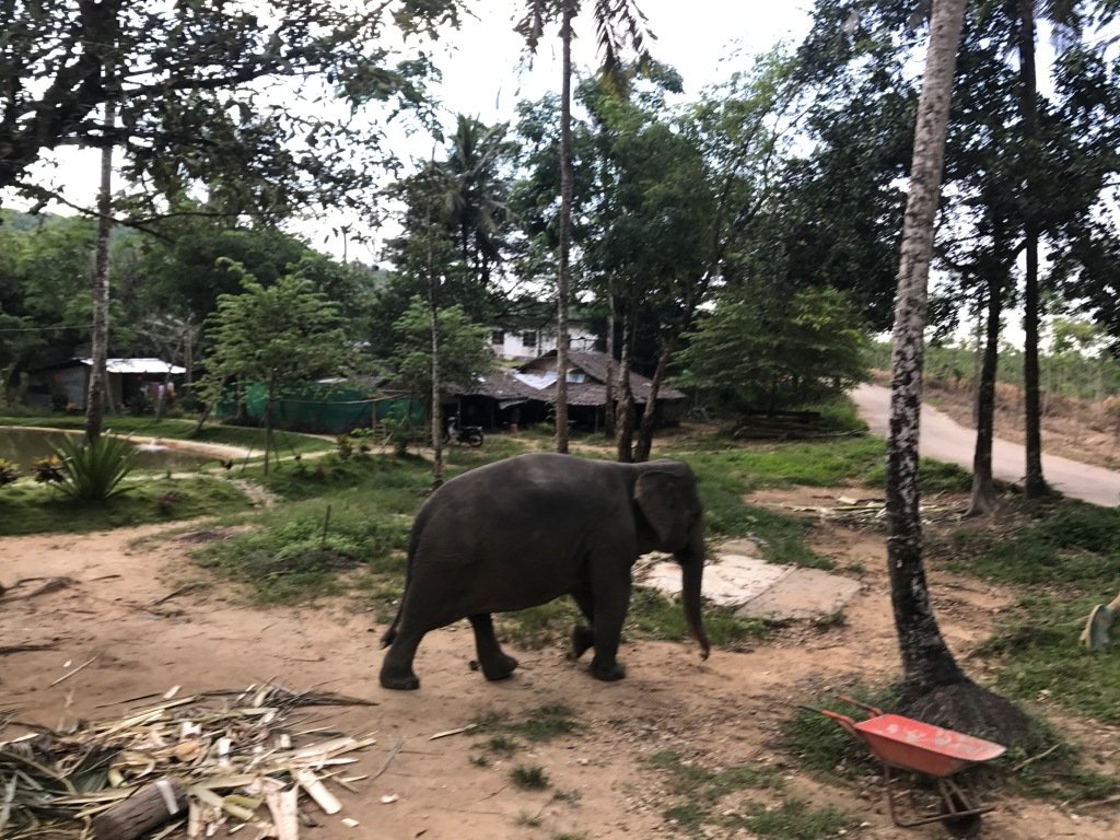 الكوا لاك تايلاند .. بين الأمازون الصغيرة والسباحة مع الفيلة وفخامة الفنادق .. محمية طبيعية من الجنة-175