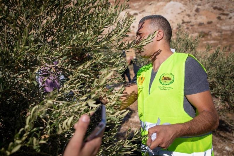 وكالة "بيت مال القدس" الشريف تُمول عملية قطاف الزيتون في القدس-1