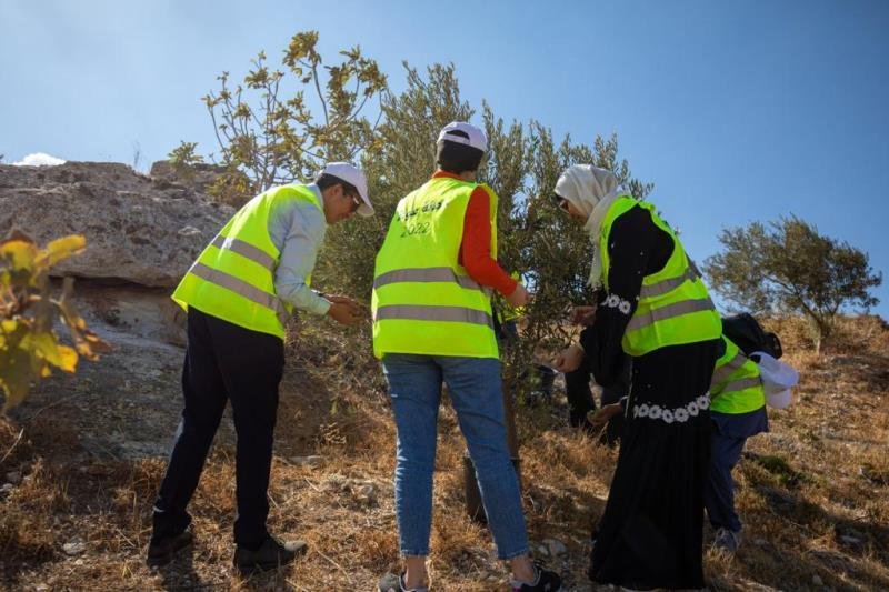 وكالة "بيت مال القدس" الشريف تُمول عملية قطاف الزيتون في القدس-2