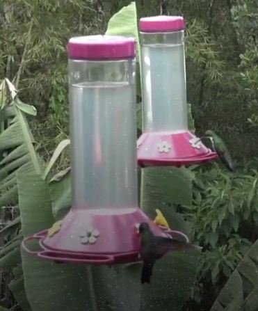 كولومبية تزين حديقتها لجذب 30 نوعا من الطيور الطنانة-2