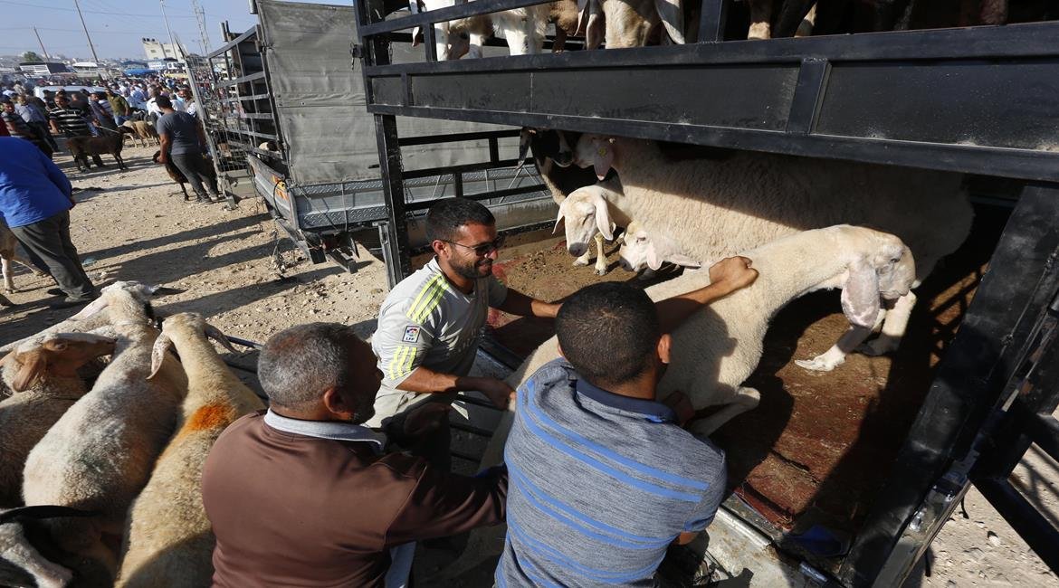 مع حلول "الأضحى".. ارتفاع كبير في أسعار المواشي بفلسطين-0