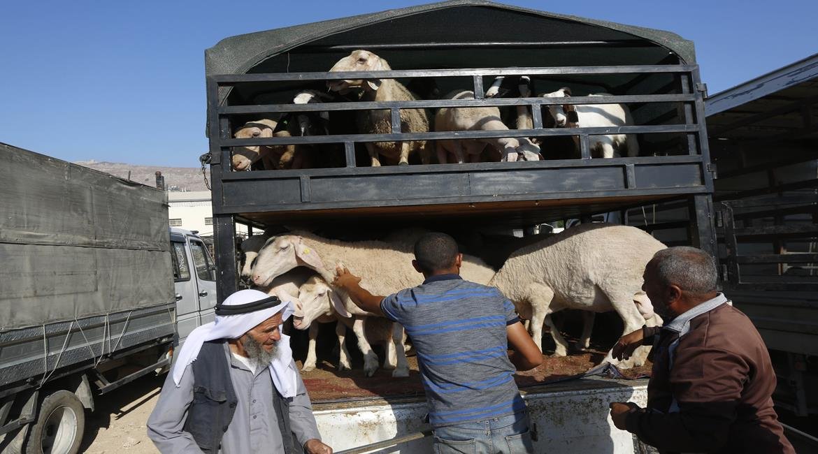 مع حلول "الأضحى".. ارتفاع كبير في أسعار المواشي بفلسطين-2