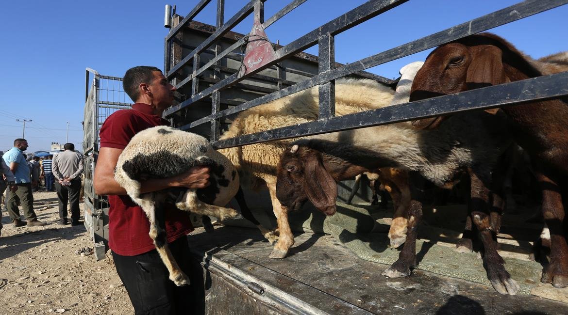 مع حلول "الأضحى".. ارتفاع كبير في أسعار المواشي بفلسطين-10