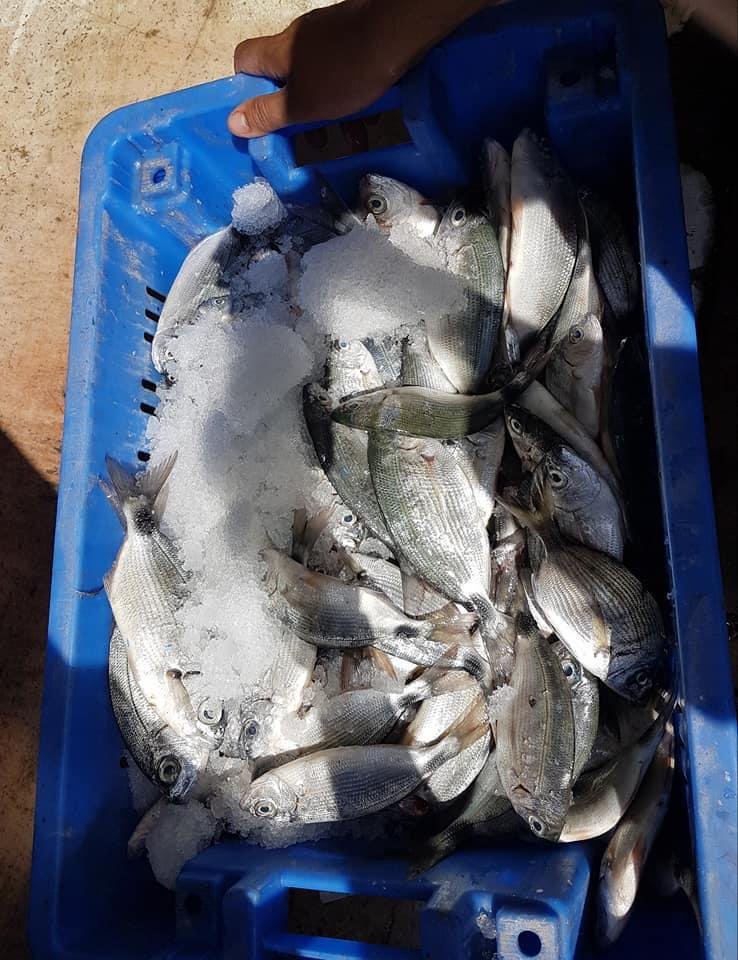 منظمة الصيد البحري؛ إلغاء الضريبة على الاستيراد قرار تعسفي واحتكار لسوق الأسماك-1