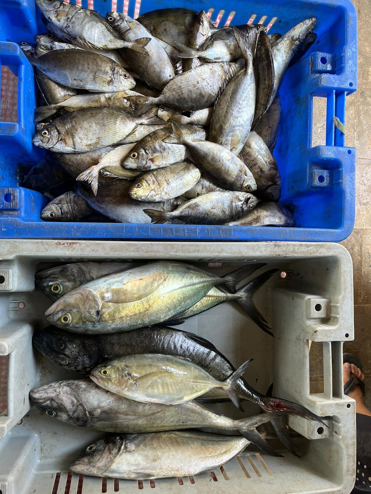 منظمة الصيد البحري؛ إلغاء الضريبة على الاستيراد قرار تعسفي واحتكار لسوق الأسماك-2