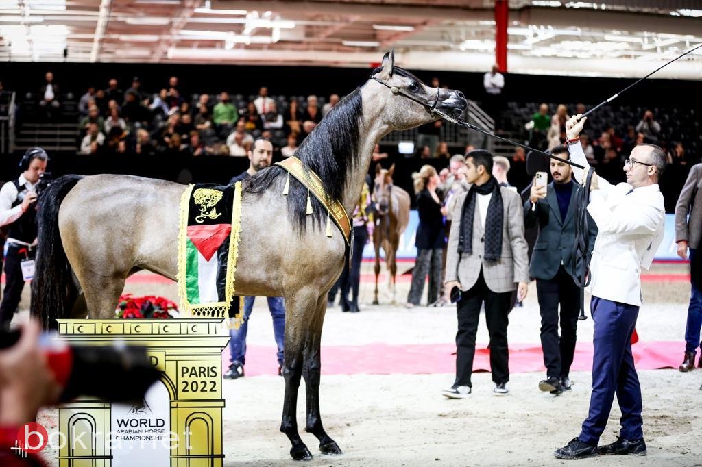للمرة الرابعة على التوالي محمد الشيخ سليمان يحصد بطولة العالم لجمال الخيول-1