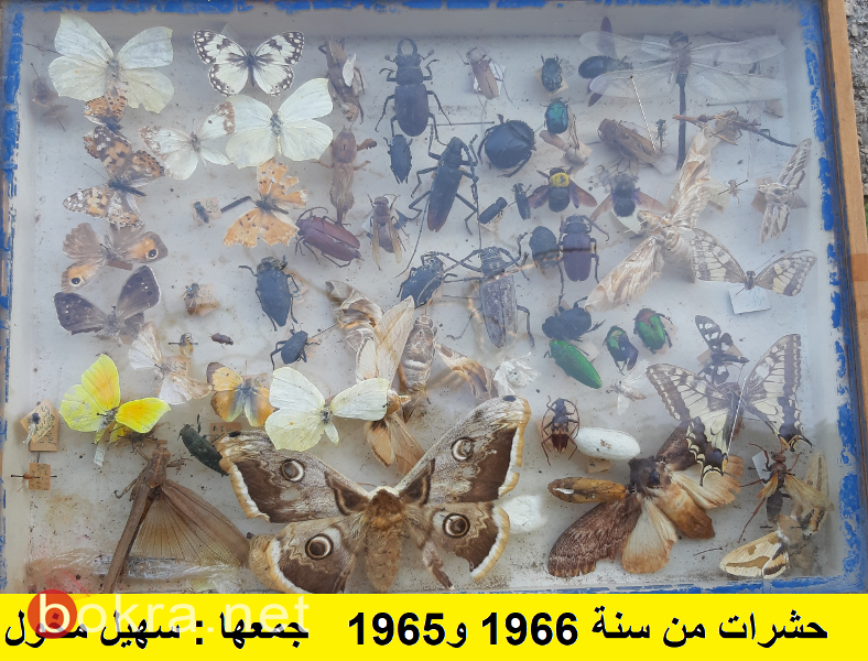 هجرة الحشرات-3