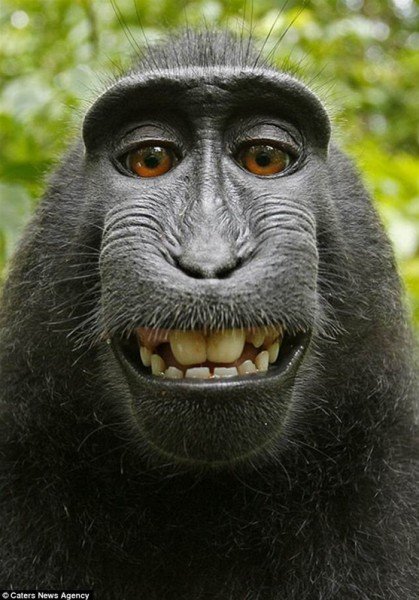 صورة لقرد نادر تغير حياة ملتقطها للأسوأ-0