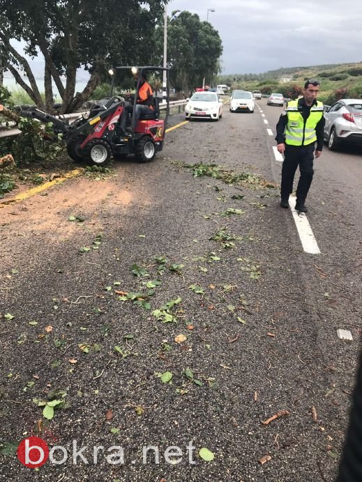 الشرطة تنقذ سائقة بعد ان سقطت شجرة عليها بالقرب من طبريا-1