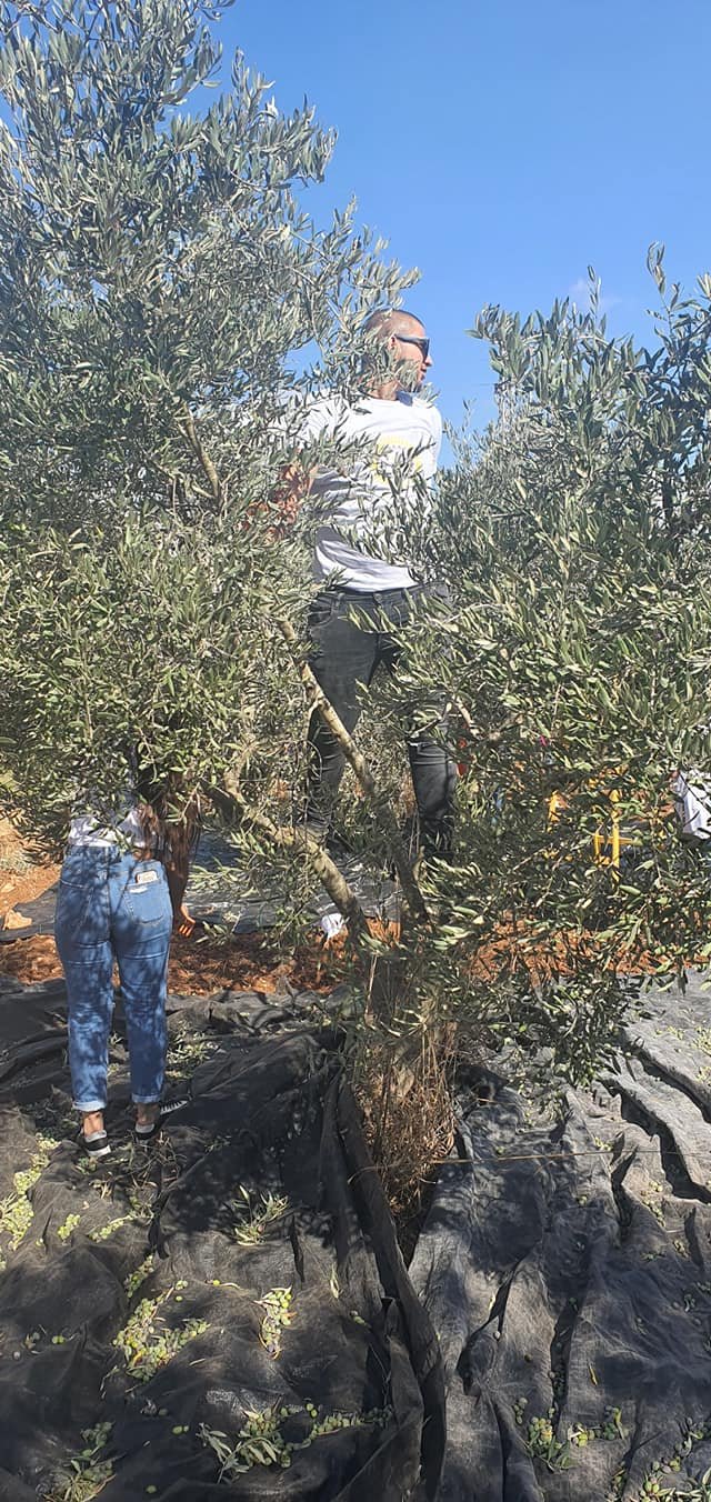 جمعية انماء في حملة " العونة " لمساعدة المزارعين في القدس-37