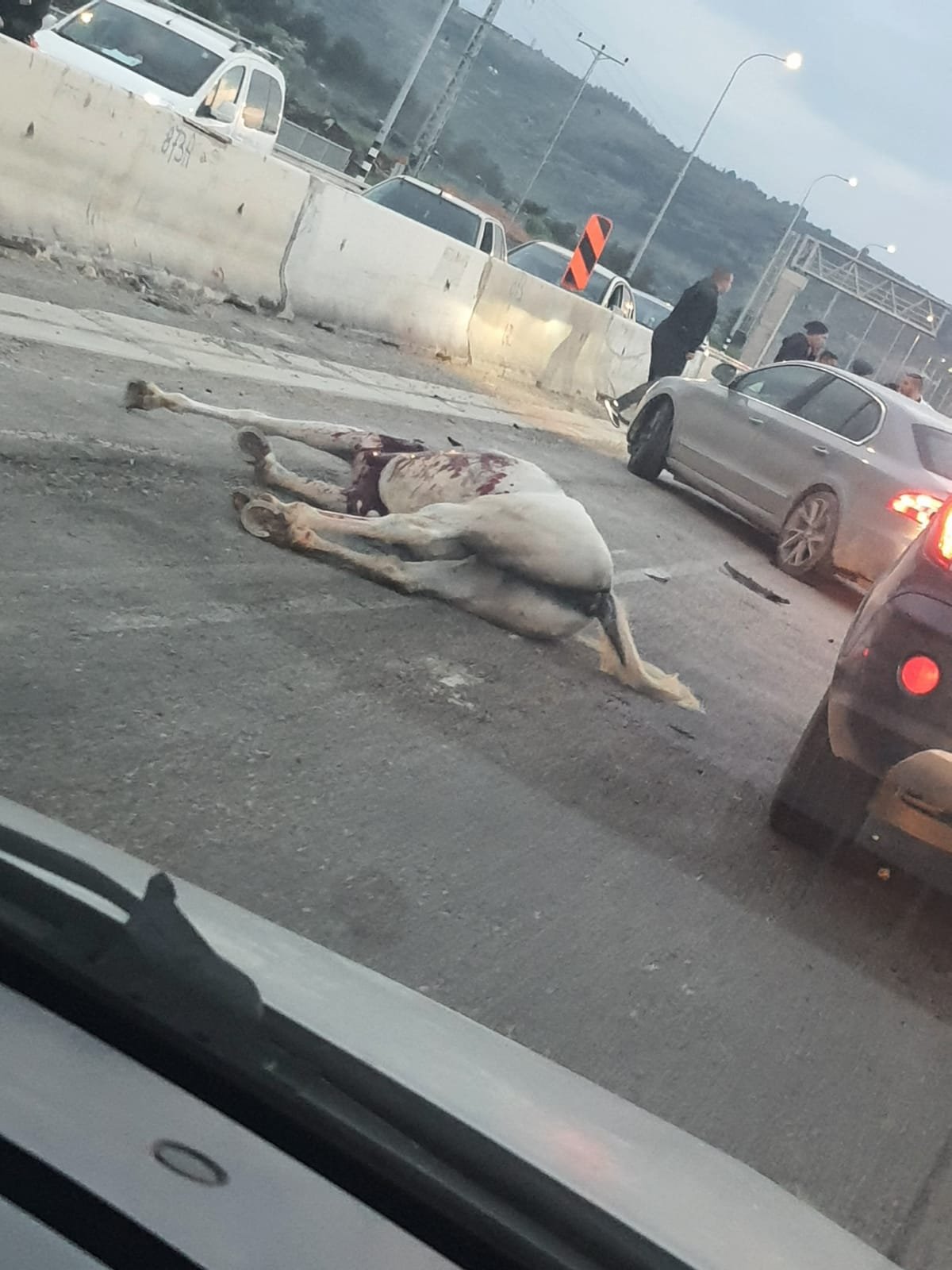 حادث طرق قرب مجد الكروم بين مركبة وحصان: 4 اصابات-1