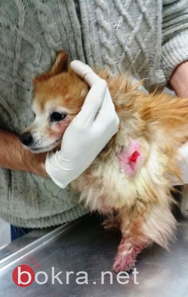 ‏  اكتشاف حالات جديدة من داء الكلب بالجلبوع .. 56 حالة خلال شهرين، تحذير للمواطنين-0