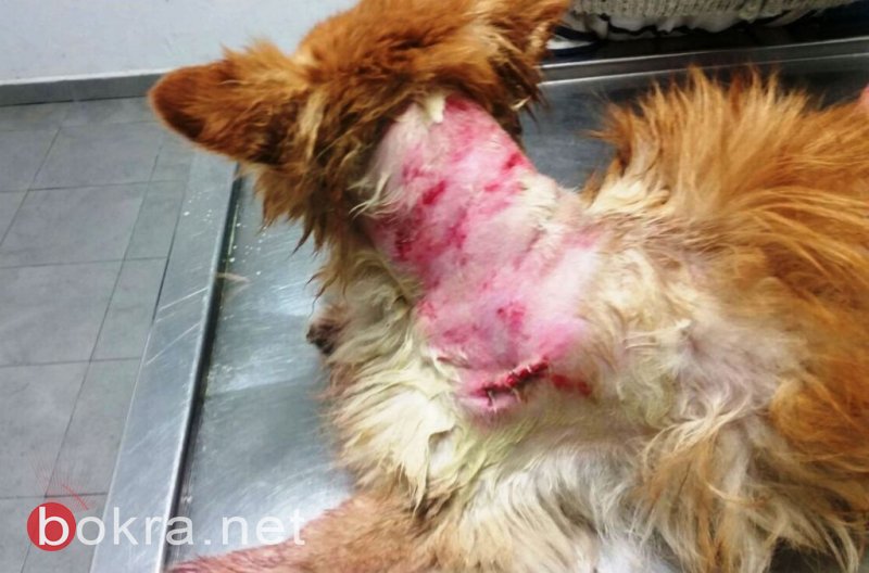 ‏  اكتشاف حالات جديدة من داء الكلب بالجلبوع .. 56 حالة خلال شهرين، تحذير للمواطنين-1