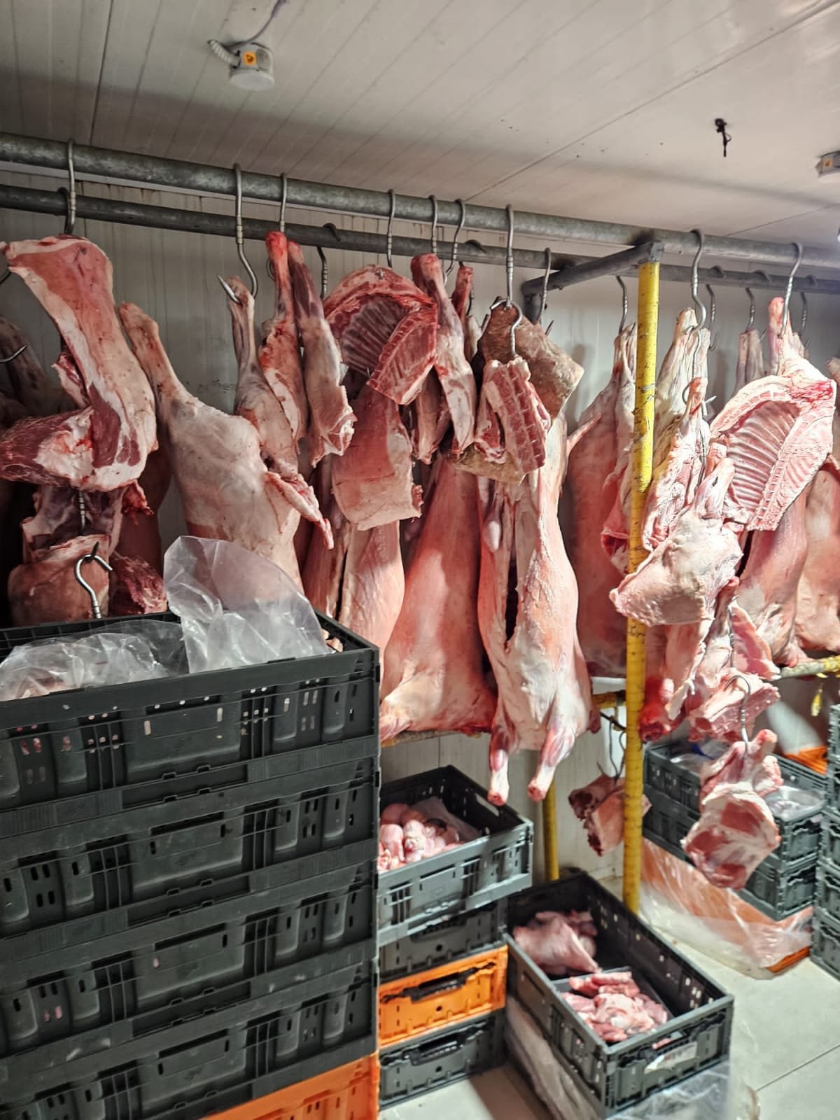 ضبط أكثر من 300 كغم لحوم غير خاضعة للرقابة في دالية الكرمل-0