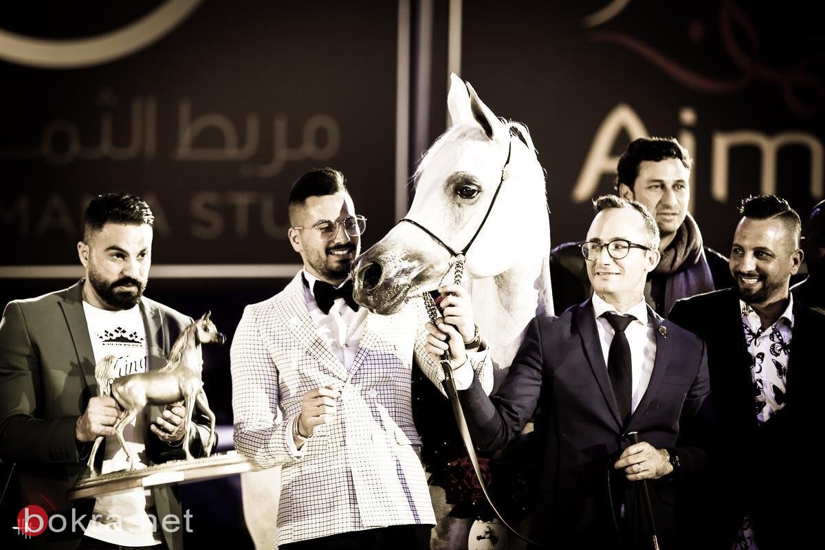 خيول عربية من الناصرة في مسابقات عالمية ورئيس البلدية يبارك لمربي الخيول محمد باسم الشيخ سليمان-10