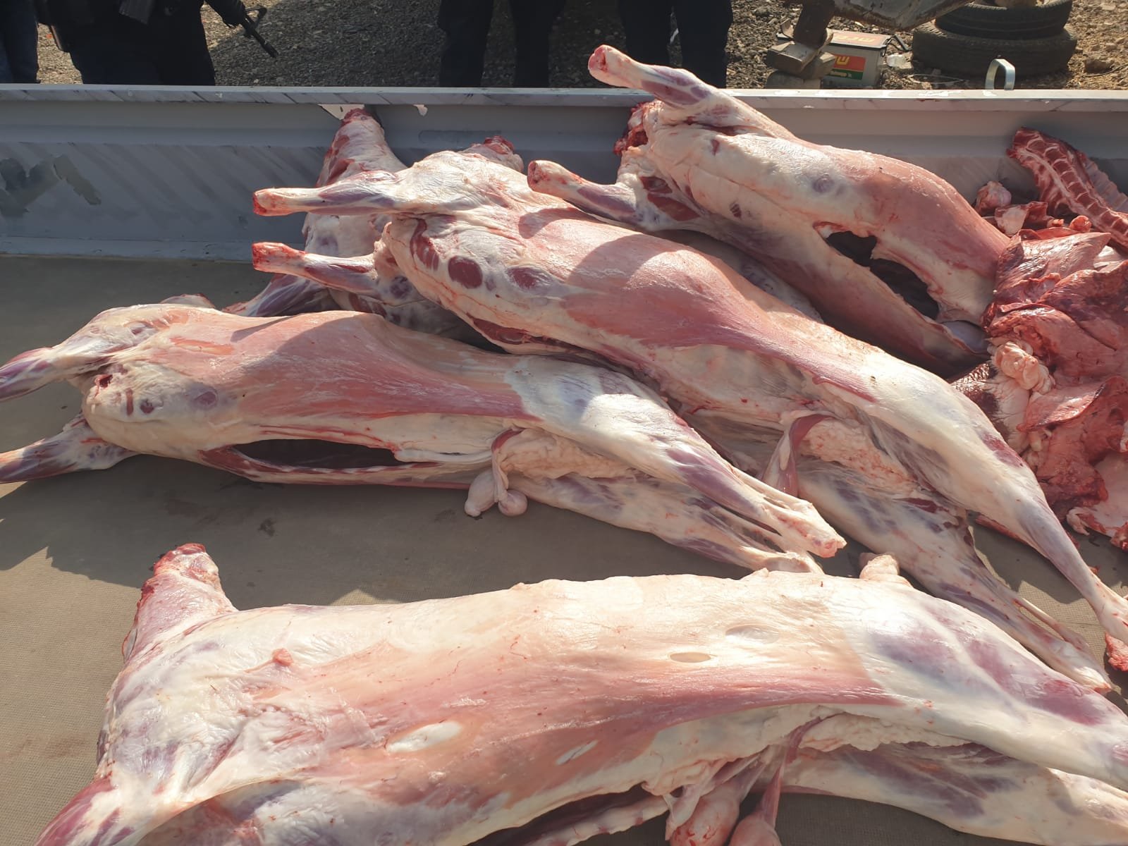 باقة الغربية:  مصادرة  230 كغم من اللحوم وحوالي 100 رأس من الأغنام-2