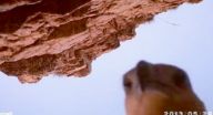 صقر يصور رحلته في غابات استراليا